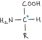 aminoacid gen.jpg
