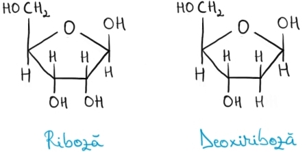 deoxiriboza-riboza.jpg