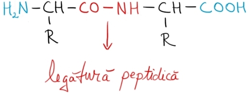 legatura peptidica.jpg
