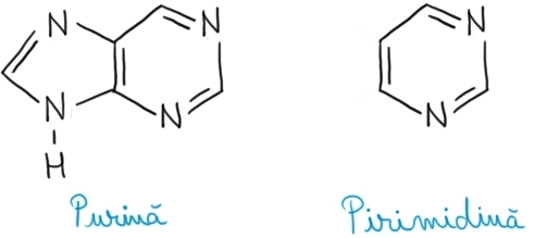 purina-pirimidina.jpg
